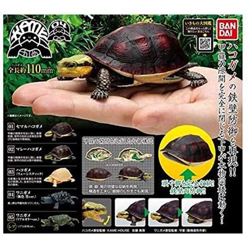 [0516392] The Diversity of Life on Earth - Turtle 04 Cuora - Asian Box Turtle