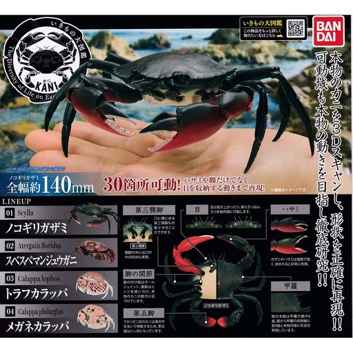 [0579779] The Diversity of Life on Earth - Crab