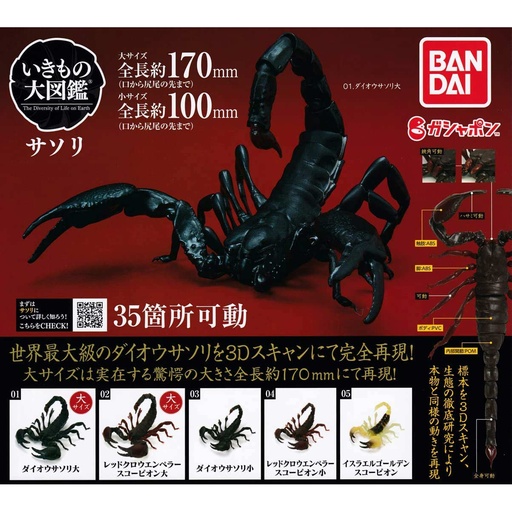 [0721055] (PO) The Diversity of Life on Earth - Scorpion